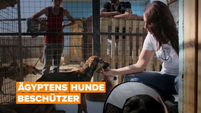 Ägyptens Hunde Beschützer